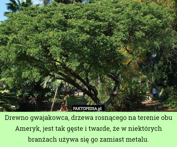 Drewno gwajakowca, drzewa rosnącego na terenie obu Ameryk, jest tak gęste i twarde, że w niektórych branżach używa się go zamiast metalu. 