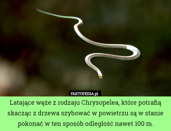 Latające węże z rodzaju Chrysopelea, które potrafią skacząc z drzewa szybować w powietrzu są w stanie pokonać w ten sposób odległość nawet 100 m. 
