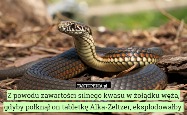 Z powodu zawartości silnego kwasu w żołądku węża, gdyby połknął on tabletkę Alka-Zeltzer, eksplodowałby. 