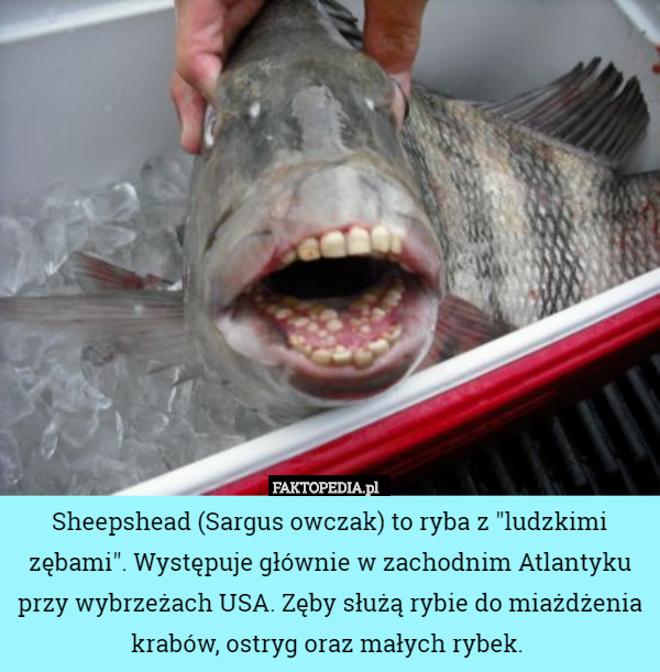 Sheepshead (Sargus owczak) to ryba z "ludzkimi zębami". Występuje głównie w zachodnim Atlantyku przy wybrzeżach USA. Zęby służą rybie do miażdżenia krabów, ostryg oraz małych rybek. 