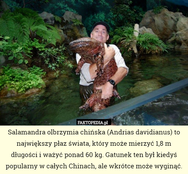 Salamandra olbrzymia chińska (Andrias davidianus) to największy płaz świata, który może mierzyć 1,8 m długości i ważyć ponad 60 kg. Gatunek ten był kiedyś popularny w całych Chinach, ale wkrótce może wyginąć. 