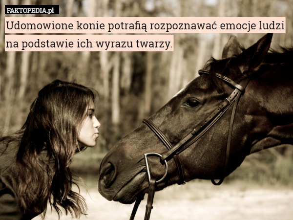Udomowione konie potrafią rozpoznawać emocje ludzi na podstawie ich wyrazu twarzy. 