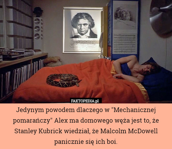 Jedynym powodem dlaczego w "Mechanicznej pomarańczy" Alex ma domowego węża jest to, że Stanley Kubrick wiedział, że Malcolm McDowell panicznie się ich boi. 