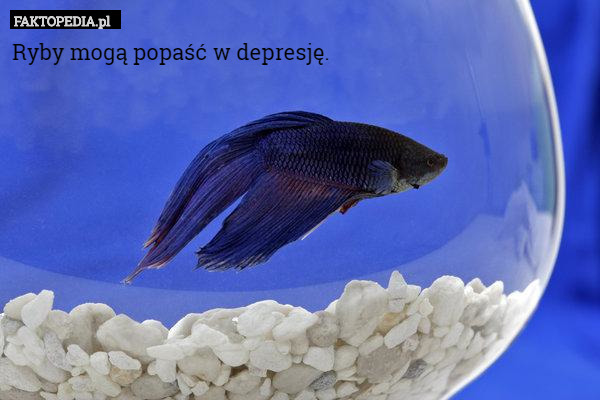 Ryby mogą popaść w depresję. 