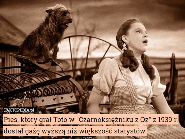 Pies, który grał Toto w "Czarnoksiężniku z Oz" z 1939 r. dostał gażę wyższą niż większość statystów. 