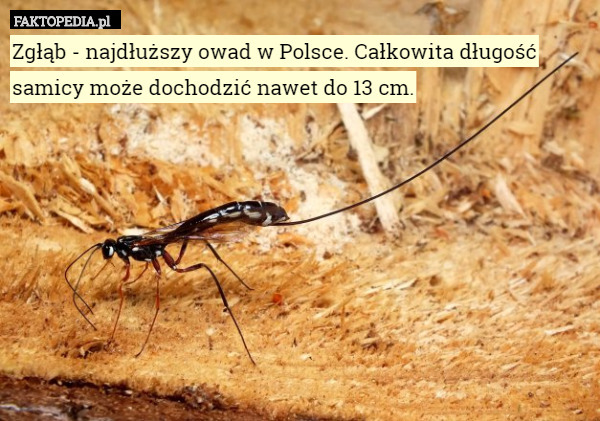 Zgłąb - najdłuższy owad w Polsce. Całkowita długość samicy może dochodzić nawet do 13 cm. 