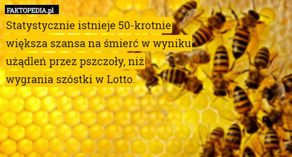 Statystycznie istnieje 50-krotnie
większa szansa na śmierć w wyniku
użądleń przez pszczoły, niż
wygrania szóstki w Lotto. 