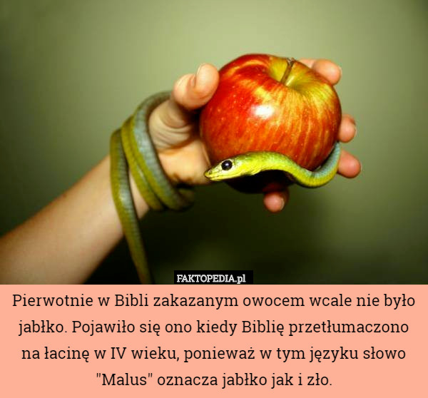 Pierwotnie w Bibli zakazanym owocem wcale nie było jabłko. Pojawiło się ono kiedy Biblię przetłumaczono na łacinę w IV wieku, ponieważ w tym języku słowo "Malus" oznacza jabłko jak i zło. 
