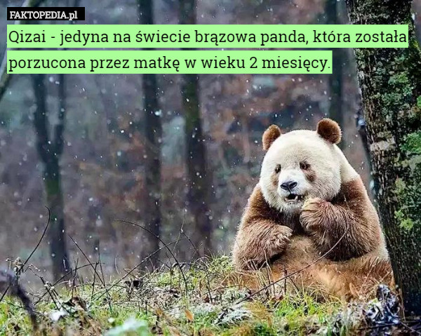 Qizai - jedyna na świecie brązowa panda, która została porzucona przez matkę w wieku 2 miesięcy. 