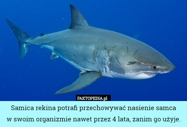 Samica rekina potrafi przechowywać nasienie samca
w swoim organizmie nawet przez 4 lata, zanim go użyje. 