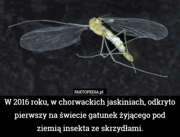 W 2016 roku, w chorwackich jaskiniach, odkryto pierwszy na świecie gatunek żyjącego pod ziemią insekta ze skrzydłami. 
