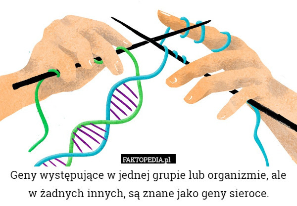 Geny występujące w jednej grupie lub organizmie, ale w żadnych innych, są znane jako geny sieroce. 