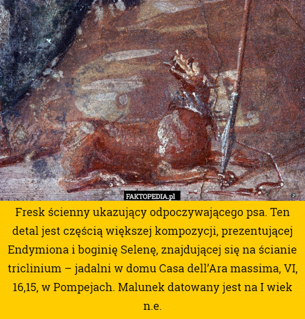 Fresk ścienny ukazujący odpoczywającego psa. Ten detal jest częścią większej kompozycji, prezentującej Endymiona i boginię Selenę, znajdującej się na ścianie triclinium – jadalni w domu Casa dell’Ara massima, VI, 16,15, w Pompejach. Malunek datowany jest na I wiek n.e. 