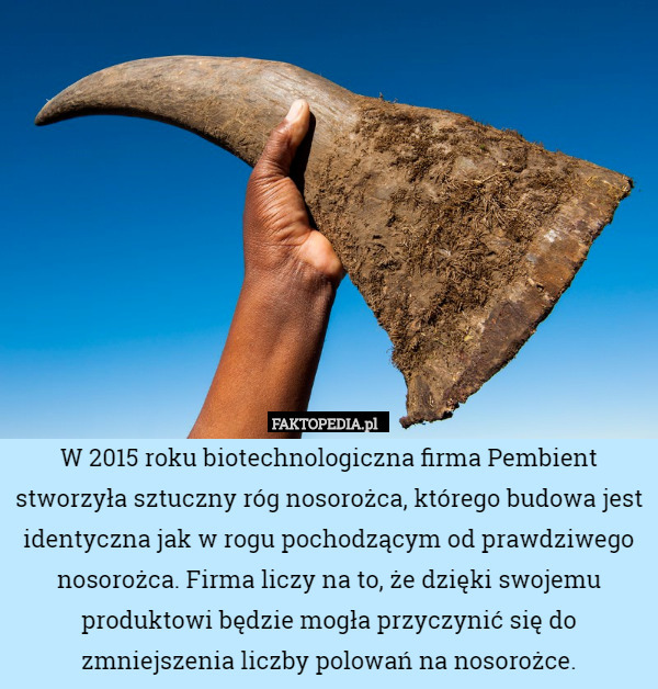 W 2015 roku biotechnologiczna firma Pembient stworzyła sztuczny róg nosorożca, którego budowa jest identyczna jak w rogu pochodzącym od prawdziwego nosorożca. Firma liczy na to, że dzięki swojemu produktowi będzie mogła przyczynić się do zmniejszenia liczby polowań na nosorożce. 