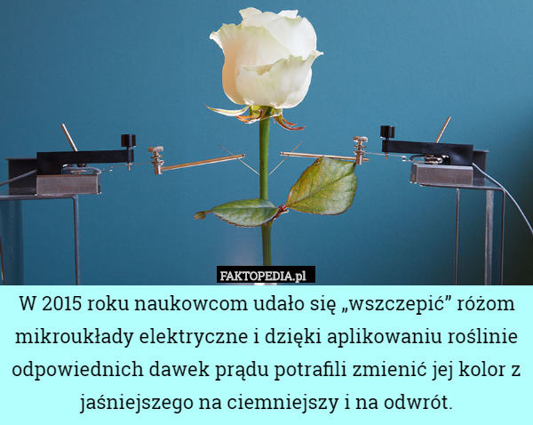 W 2015 roku naukowcom udało się „wszczepić” różom mikroukłady elektryczne i dzięki aplikowaniu roślinie odpowiednich dawek prądu potrafili zmienić jej kolor z jaśniejszego na ciemniejszy i na odwrót. 