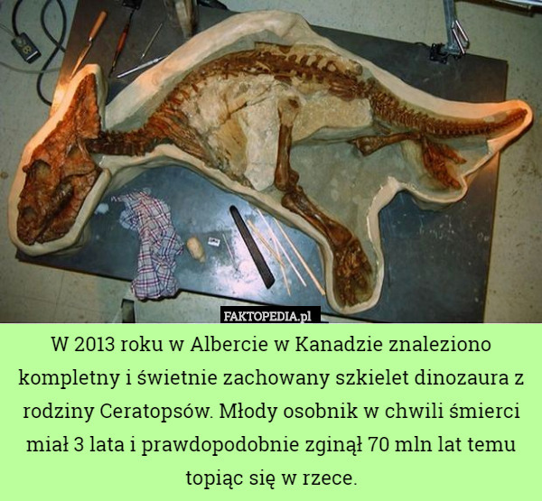 W 2013 roku w Albercie w Kanadzie znaleziono kompletny i świetnie zachowany szkielet dinozaura z rodziny Ceratopsów. Młody osobnik w chwili śmierci miał 3 lata i prawdopodobnie zginął 70 mln lat temu topiąc się w rzece. 