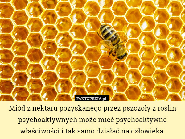 Miód z nektaru pozyskanego przez pszczoły z roślin psychoaktywnych może mieć psychoaktywne właściwości i tak samo działać na człowieka. 