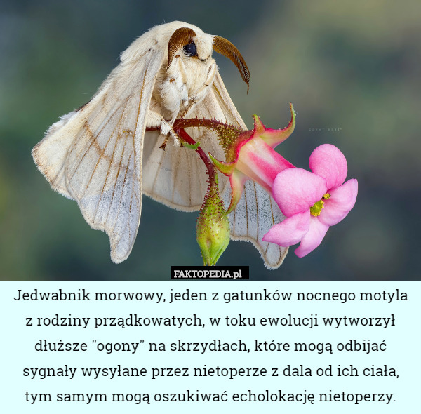 Jedwabnik morwowy, jeden z gatunków nocnego motyla z rodziny prządkowatych, w toku ewolucji wytworzył dłuższe "ogony" na skrzydłach, które mogą odbijać sygnały wysyłane przez nietoperze z dala od ich ciała, tym samym mogą oszukiwać echolokację nietoperzy. 