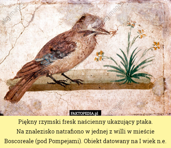Piękny rzymski fresk naścienny ukazujący ptaka.
 Na znalezisko natrafiono w jednej z willi w mieście Boscoreale (pod Pompejami). Obiekt datowany na I wiek n.e. 