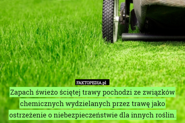 Zapach świeżo ściętej trawy pochodzi ze związków chemicznych wydzielanych przez trawę jako ostrzeżenie o niebezpieczeństwie dla innych roślin. 