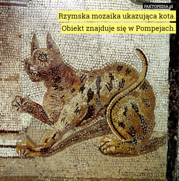 Rzymska mozaika ukazująca kota.
 Obiekt znajduje się w Pompejach. 