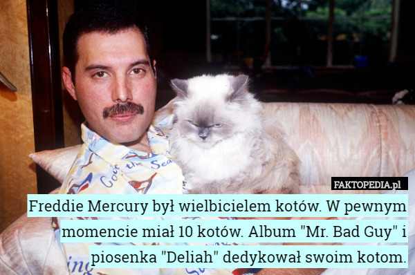 Freddie Mercury był wielbicielem kotów. W pewnym momencie miał 10 kotów. Album "Mr. Bad Guy" i piosenka "Deliah" dedykował swoim kotom. 