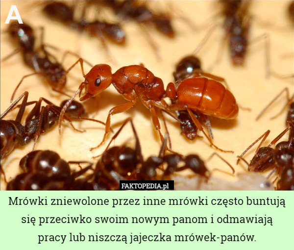 Mrówki zniewolone przez inne mrówki często buntują się przeciwko swoim nowym panom i odmawiają pracy lub niszczą jajeczka mrówek-panów. 