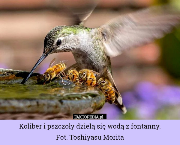 Koliber i pszczoły dzielą się wodą z fontanny.
Fot. Toshiyasu Morita 