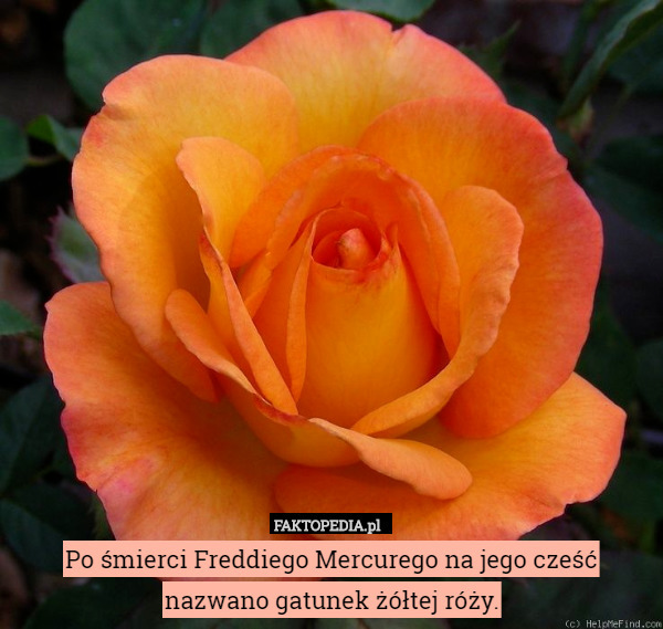 Po śmierci Freddiego Mercurego na jego cześć nazwano gatunek żółtej róży. 