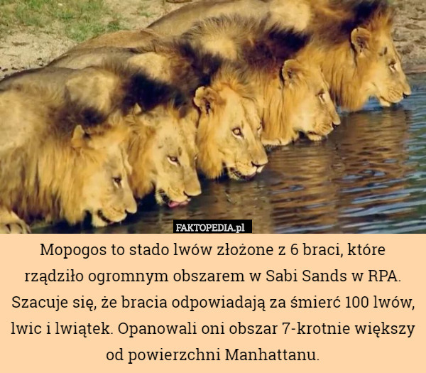 Mopogos to stado lwów złożone z 6 braci, które rządziło ogromnym obszarem w Sabi Sands w RPA. Szacuje się, że bracia odpowiadają za śmierć 100 lwów, lwic i lwiątek. Opanowali oni obszar 7-krotnie większy od powierzchni Manhattanu. 