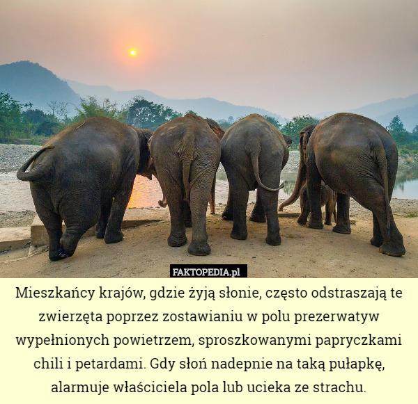 Mieszkańcy krajów, gdzie żyją słonie, często odstraszają te zwierzęta poprzez zostawianiu w polu prezerwatyw wypełnionych powietrzem, sproszkowanymi papryczkami chili i petardami. Gdy słoń nadepnie na taką pułapkę, alarmuje właściciela pola lub ucieka ze strachu. 
