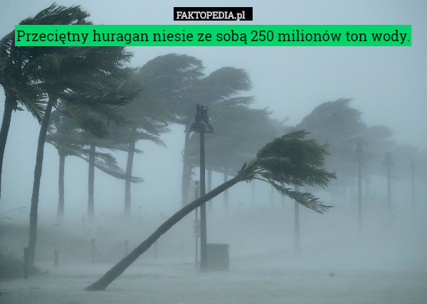 Przeciętny huragan niesie ze sobą 250 milionów ton wody. 