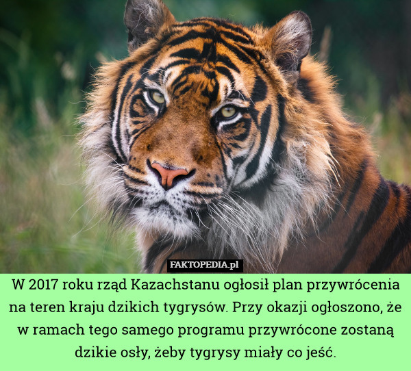 W 2017 roku rząd Kazachstanu ogłosił plan przywrócenia na teren kraju dzikich tygrysów. Przy okazji ogłoszono, że w ramach tego samego programu przywrócone zostaną dzikie osły, żeby tygrysy miały co jeść. 