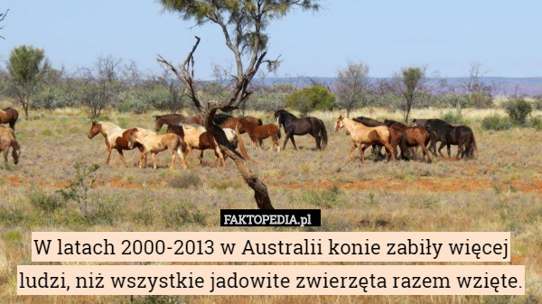 W latach 2000-2013 w Australii konie zabiły więcej ludzi, niż wszystkie jadowite zwierzęta razem wzięte. 