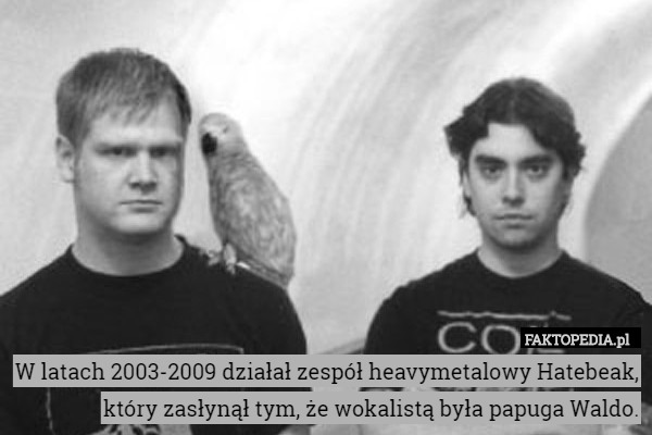 W latach 2003-2009 działał zespół heavymetalowy Hatebeak, który zasłynął tym, że wokalistą była papuga Waldo. 
