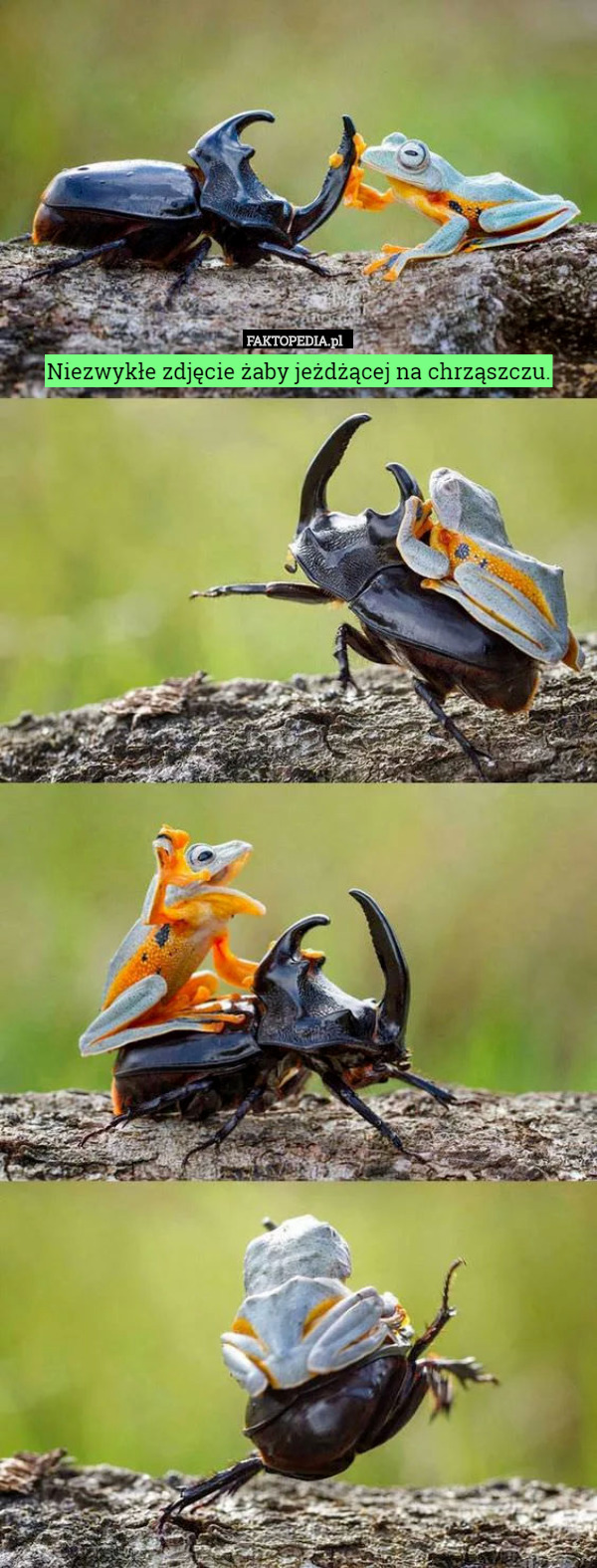 Niezwykłe zdjęcie żaby jeżdżącej na chrząszczu. 