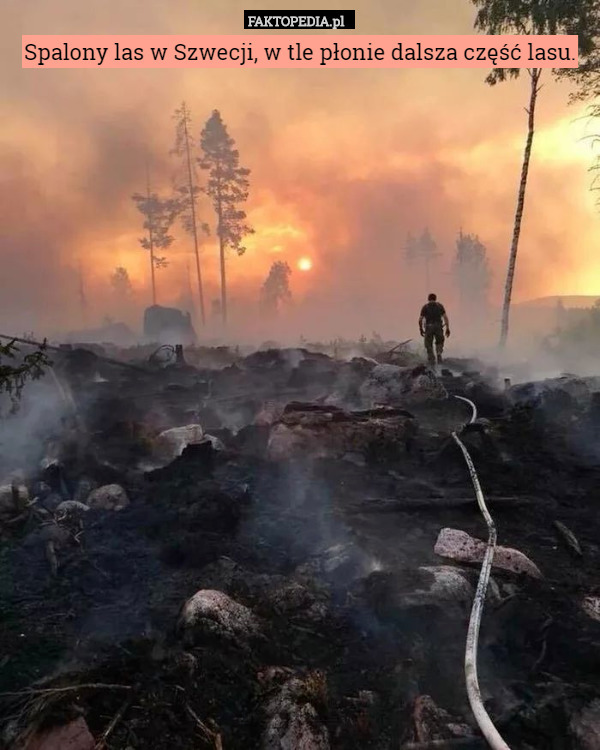 Spalony las w Szwecji, w tle płonie dalsza część lasu. 