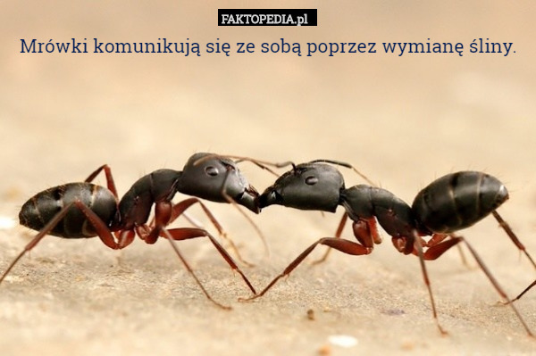 Mrówki komunikują się ze sobą poprzez wymianę śliny. 