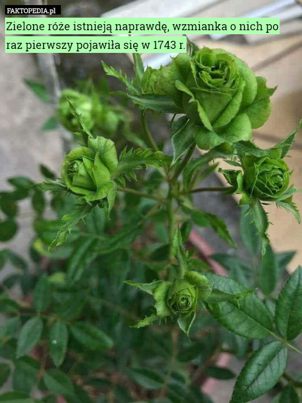Zielone róże istnieją naprawdę, wzmianka o nich po raz pierwszy pojawiła się w 1743 r. 
