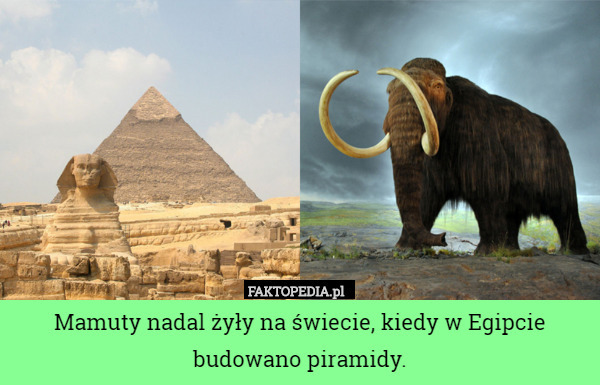 Mamuty nadal żyły na świecie, kiedy w Egipcie budowano piramidy. 