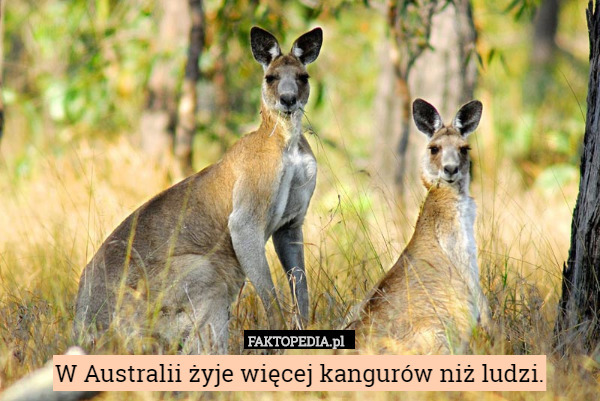 W Australii żyje więcej kangurów niż ludzi. 