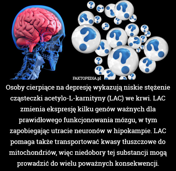 Osoby cierpiące na depresję wykazują niskie stężenie cząsteczki acetylo-L-karnityny (LAC) we krwi. LAC zmienia ekspresję kilku genów ważnych dla prawidłowego funkcjonowania mózgu, w tym zapobiegając utracie neuronów w hipokampie. LAC pomaga także transportować kwasy tłuszczowe do mitochondriów, więc niedobory tej substancji mogą prowadzić do wielu poważnych konsekwencji. 