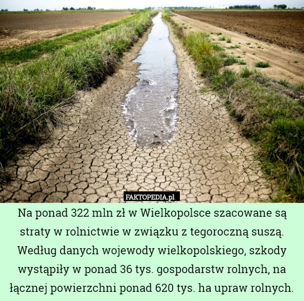 Na ponad 322 mln zł w Wielkopolsce szacowane są straty w rolnictwie w związku z tegoroczną suszą. Według danych wojewody wielkopolskiego, szkody wystąpiły w ponad 36 tys. gospodarstw rolnych, na łącznej powierzchni ponad 620 tys. ha upraw rolnych. 