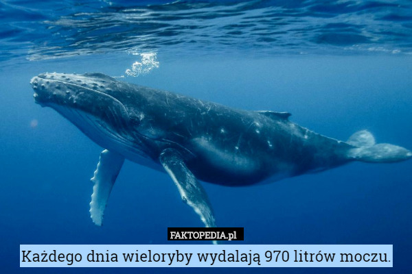Każdego dnia wieloryby wydalają 970 litrów moczu. 