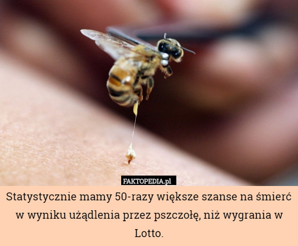 Statystycznie mamy 50-razy większe szanse na śmierć w wyniku użądlenia przez pszczołę, niż wygrania w Lotto. 