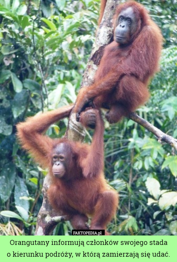 Orangutany informują członków swojego stada
o kierunku podróży, w którą zamierzają się udać. 