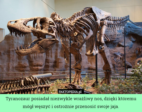 Tyranozaur posiadał niezwykle wrażliwy nos, dzięki któremu mógł węszyć i ostrożnie przenosić swoje jaja. 