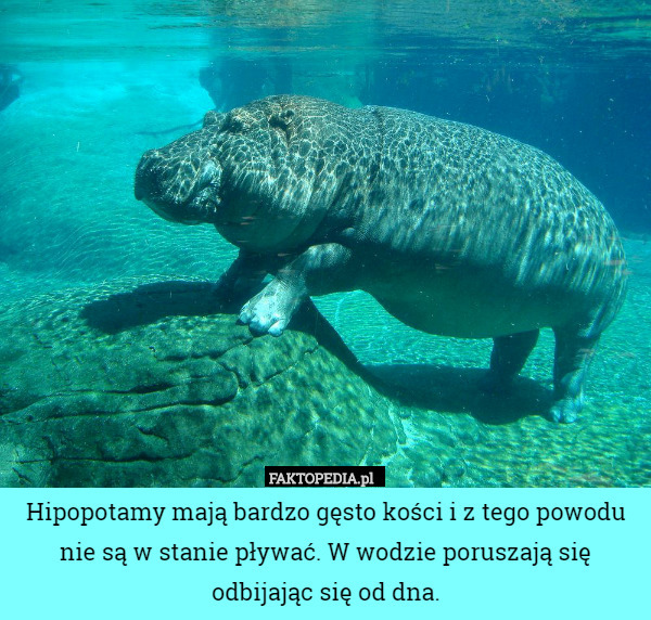 Hipopotamy mają bardzo gęsto kości i z tego powodu nie są w stanie pływać. W wodzie poruszają się odbijając się od dna. 