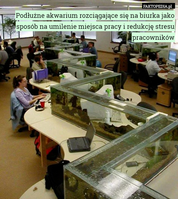 Podłużne akwarium rozciągające się na biurka jako sposób na umilenie miejsca pracy i redukcję stresu pracowników 