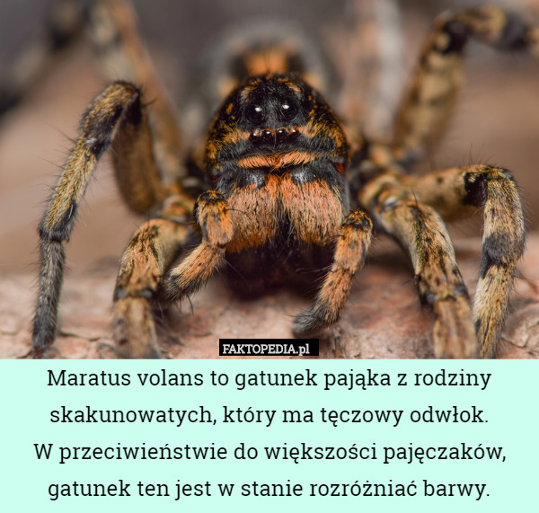 Maratus volans to gatunek pająka z rodziny skakunowatych, który ma tęczowy odwłok.
 W przeciwieństwie do większości pajęczaków, gatunek ten jest w stanie rozróżniać barwy. 